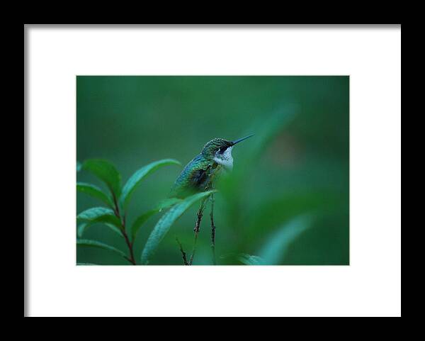 Hummingbird Framed Print featuring the photograph Feeling Green by Lori Tambakis