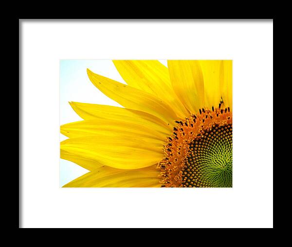 Sunflower Framed Print featuring the photograph Feeling Sunny by Angela Davies