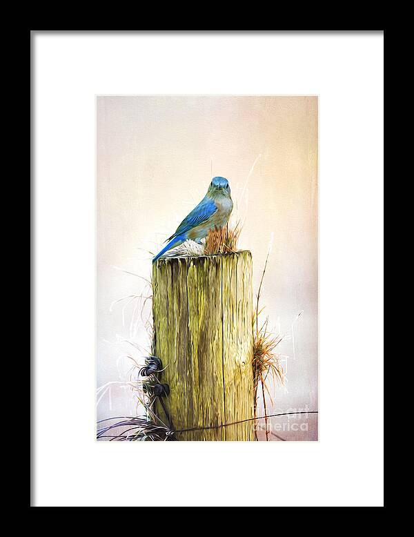 Bird Framed Print featuring the photograph Female Blue Bird on Post by Laura D Young