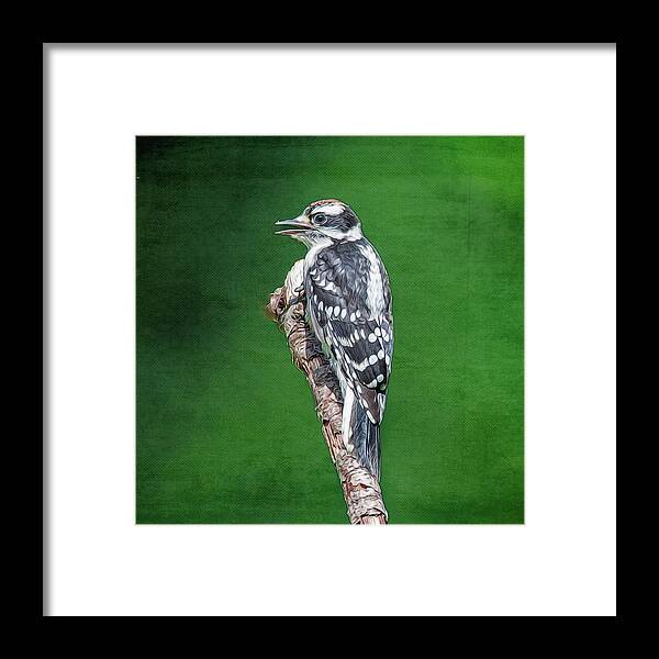 Bird Framed Print featuring the photograph Female Downy Woodpecker by Cathy Kovarik