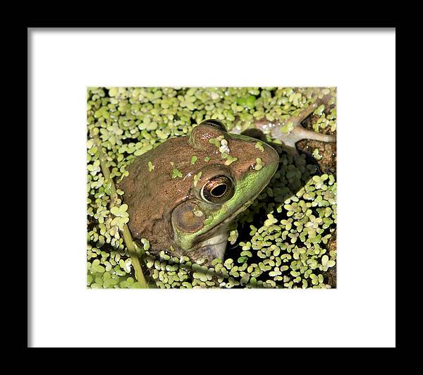 Herpetology Framed Print featuring the photograph Female green Frog by Michael Hall