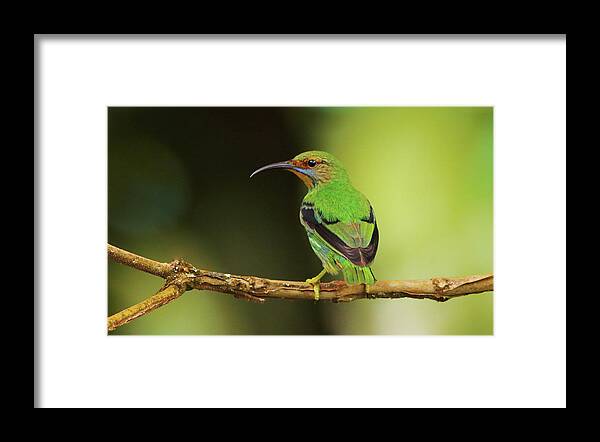 Asa Wright Nature Centre Framed Print featuring the photograph Female Green Honeycreeper at Trinidad's Asa Wright by Steve Wolfe