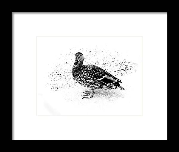 Mallard Duck Framed Print featuring the photograph Female Mallard Duck in Black and White 1 by Angie Tirado