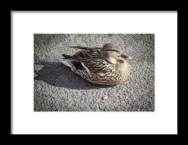 Reno Framed Print featuring the photograph Female Mallard Duck by Rick Mosher