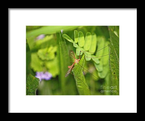 Mosquito Framed Print featuring the photograph Female Mosquito by Terri Mills