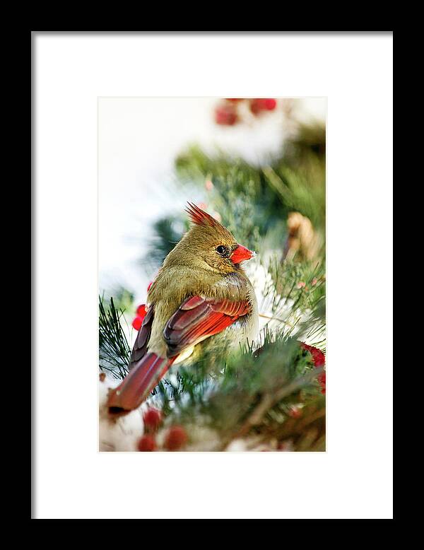Cardinal Framed Print featuring the photograph Female Northern Cardinal by Christina Rollo