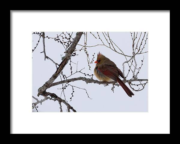 Northern Cardinal Framed Print featuring the photograph Female Northern Cardinal by Holden The Moment