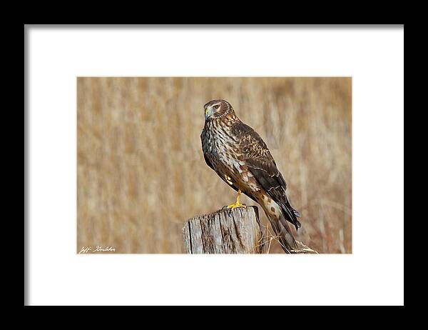 Adult Framed Print featuring the photograph Female Northern Harrier Standing on One Leg by Jeff Goulden