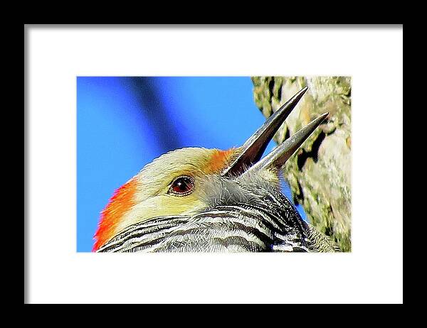 Woodpeckers Framed Print featuring the photograph Female Red-bellied Woodpecker Close Up by Linda Stern