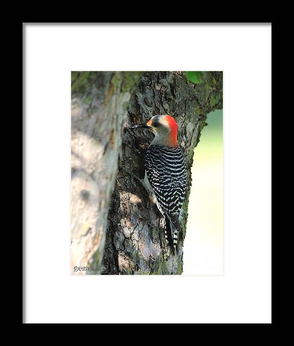 Mccombie Framed Print featuring the photograph Female Red-Bellied Woodpecker by J McCombie