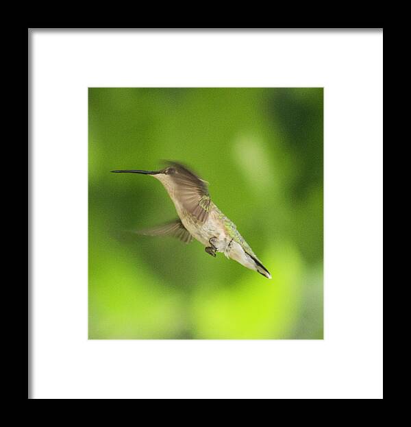 Female Framed Print featuring the photograph Female Ruby-Throated Hummingbird in flight 3 by Constantine Gregory