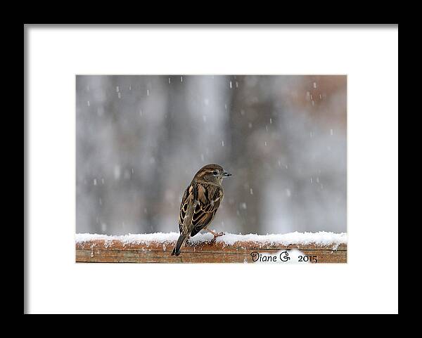Female Sparrow In Snow Framed Print featuring the photograph Female Sparrow in snow by Diane Giurco