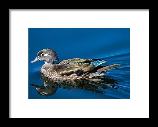 Wood Duck Framed Print featuring the photograph Female Wood Duck by Mindy Musick King