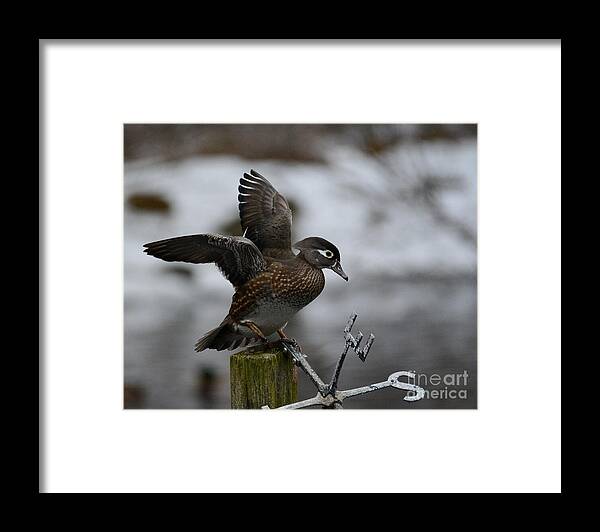 Wood Duck Framed Print featuring the photograph Female Wood Duck by Steve Brown