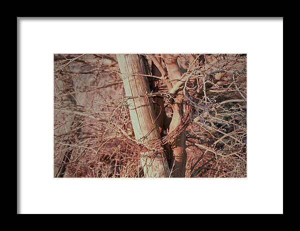 Fence Framed Print featuring the photograph Fence Post Buddy by Troy Stapek