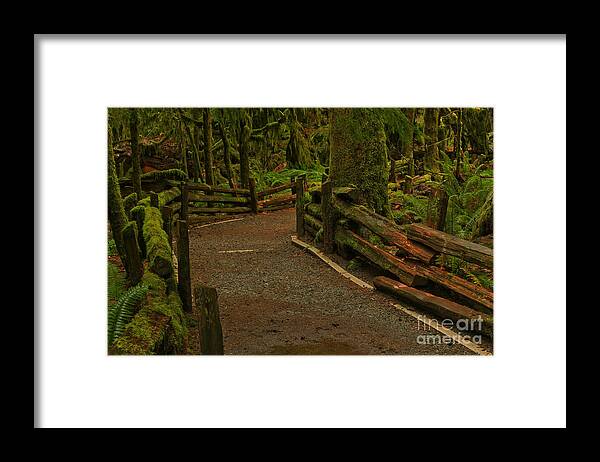 Cathedral Grove Framed Print featuring the photograph Fence Through The Forest by Adam Jewell