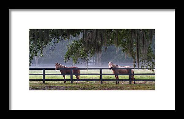 Horses Framed Print featuring the photograph Fenced In by Jerry Griffin