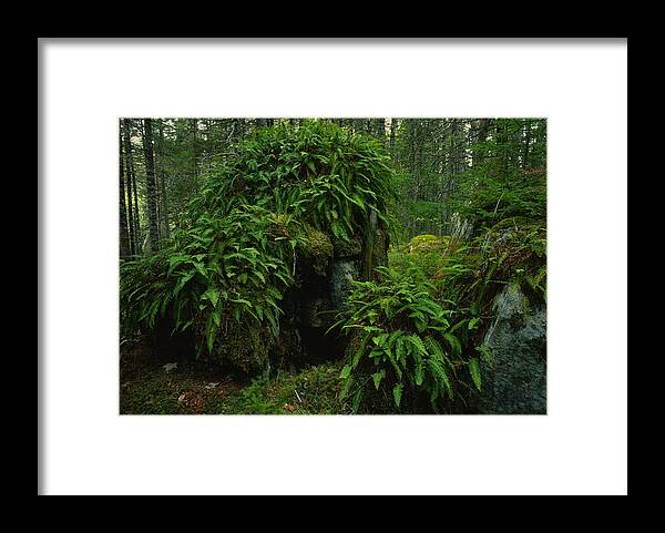 Ferns Framed Print featuring the photograph Fern and Moss Covered Erratics by Irwin Barrett