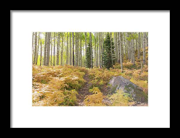 Ferns Framed Print featuring the photograph Fern Path by Nancy Dunivin