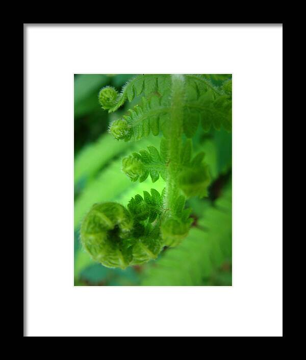 Fern Framed Print featuring the photograph Fern by Stacy Michelle Smith