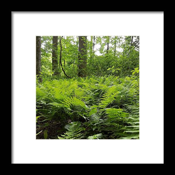 Ferns Framed Print featuring the photograph Fern Woods by Vic Ritchey