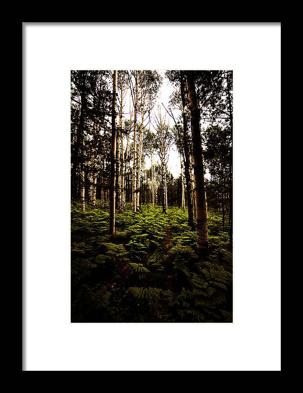 Fern Framed Print featuring the photograph Ferns and Aspen by Scott Sawyer