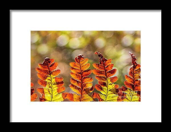 Ferns Framed Print featuring the photograph Ferns And Bokeh Forest Light by Mimi Ditchie