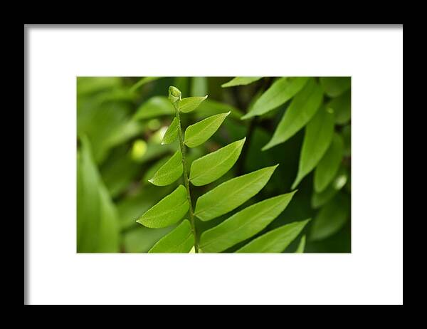 Fern Framed Print featuring the photograph Ferns Galore by Melanie Moraga