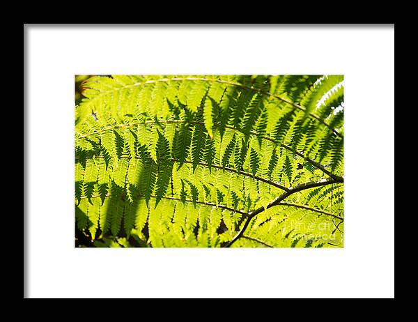 Fern Framed Print featuring the photograph Ferns in Sunlight by Mark Dahmke
