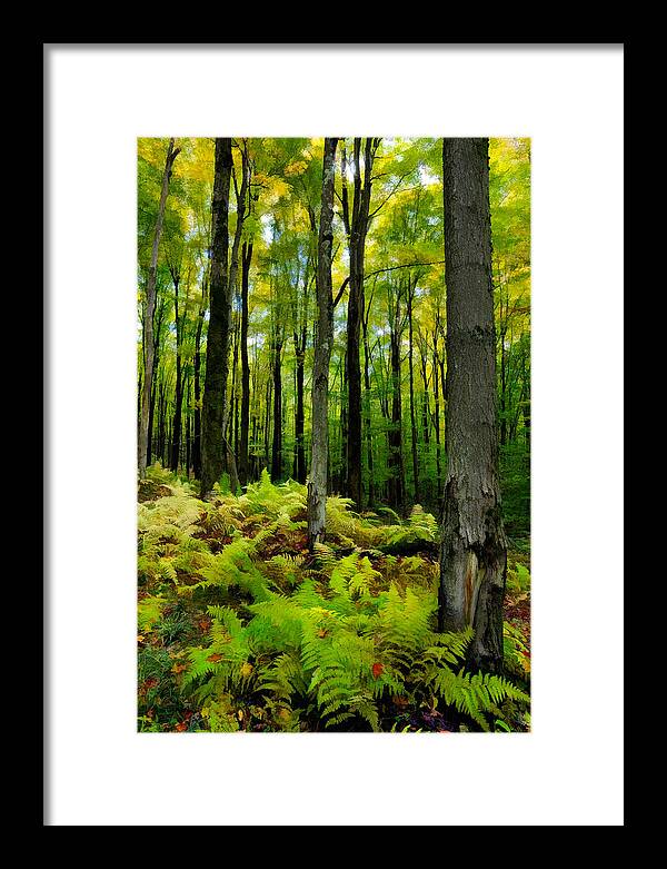 Ferns Framed Print featuring the photograph Ferns in the Forest - West Virginia by Dan Carmichael
