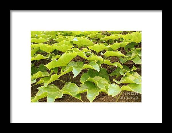 Green Leaves Framed Print featuring the photograph Feuille Verte by Lauren Serene
