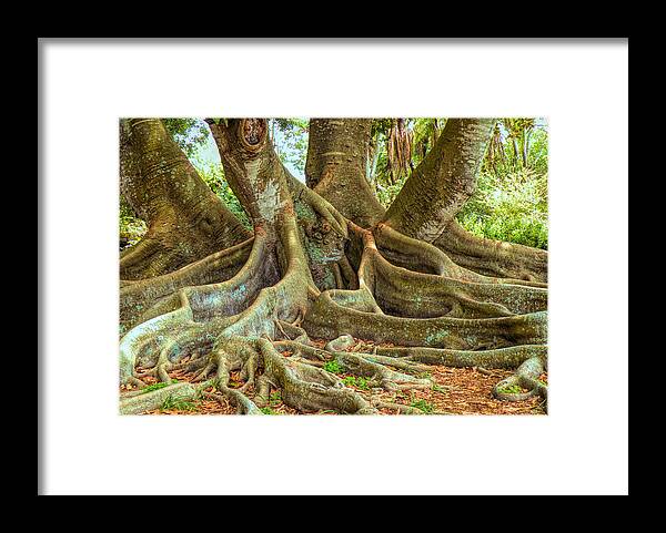 Roots Framed Print featuring the photograph Ficus Roots by Rosalie Scanlon