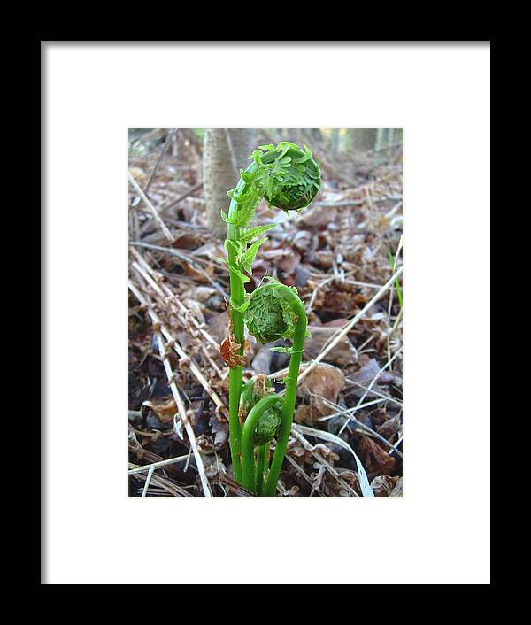 Fiddleheads Framed Print featuring the photograph Fiddlehead Ferns in Spring by Kent Lorentzen