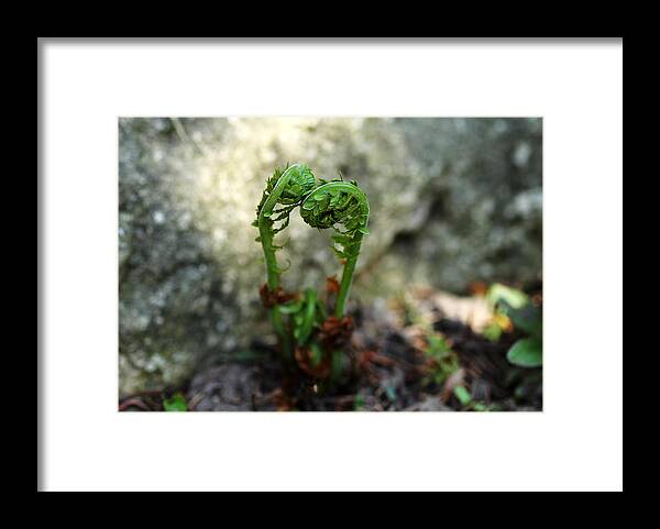 Ferns Framed Print featuring the photograph Fiddleheads by Debbie Oppermann