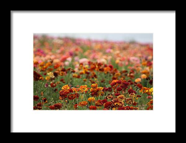 Honey Brown Ranunculus Framed Print featuring the photograph Field of Burnt Orange and Honey Ranunculus by Colleen Cornelius