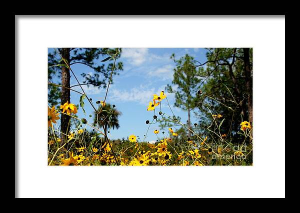 Landscape Framed Print featuring the photograph Field of Daisies at Corkscrew Swamp by Sheryl Unwin