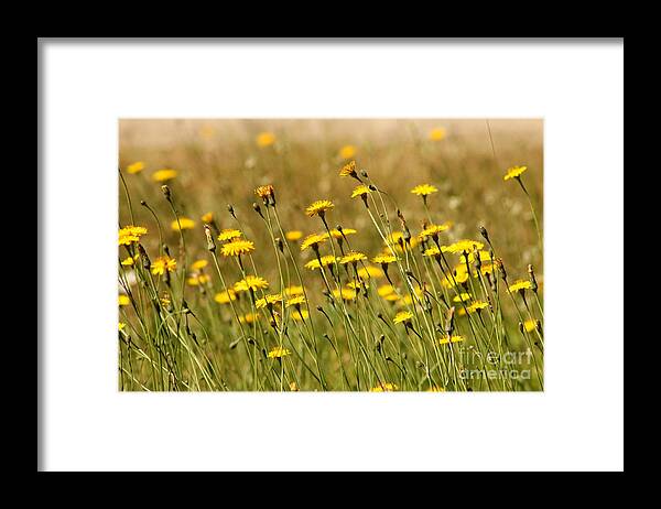 Dandelions Framed Print featuring the photograph Field of Dandelions by Leone Lund