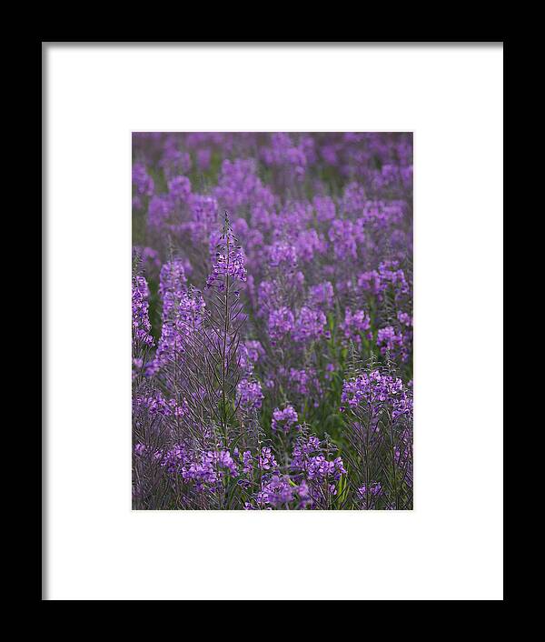 Alaska Framed Print featuring the photograph Field of Fireweed by Ian Johnson