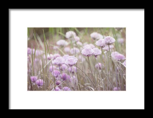 Nature Prints Framed Print featuring the photograph Field of Flowers by Bonnie Bruno