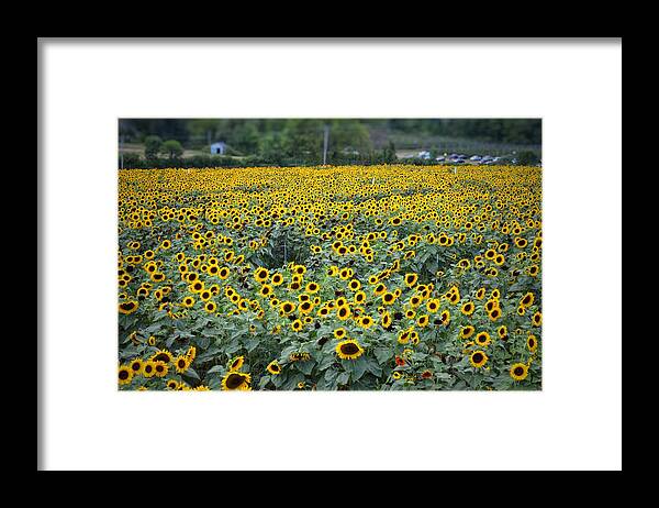 Flowers Framed Print featuring the photograph Field of flowers by Joseph Caban