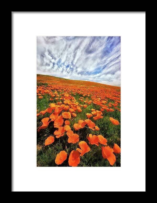 Antelope Valley Framed Print featuring the photograph Field of Flowers by Nicki Frates