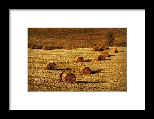 Hay Bales Framed Print featuring the photograph Field of Gold #1 by Nikolyn McDonald