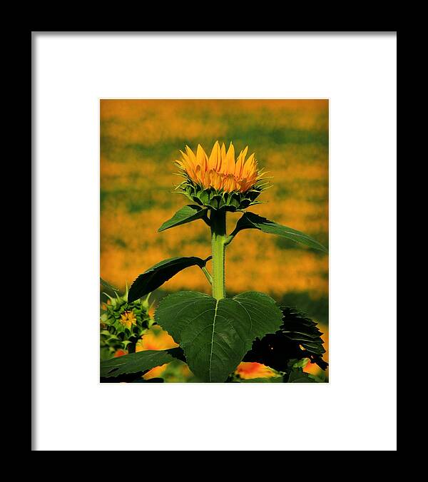 Grinter Framed Print featuring the photograph Field of Gold by Chris Berry