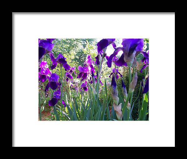 Photography Framed Print featuring the digital art Field of Irises by Barbara S Nickerson