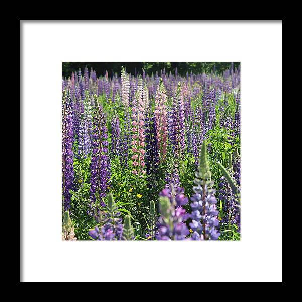 Lupine Framed Print featuring the photograph Field of Lupines Square by Modern Art