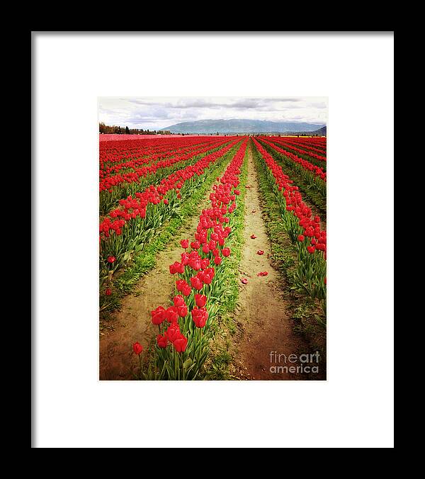 Tulips Framed Print featuring the photograph Field of Red Tulips with Drama by Maria Janicki