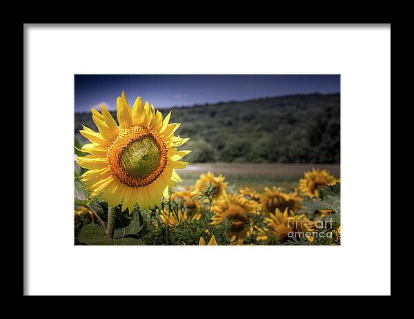 Field Of Sunflowers Framed Print featuring the photograph Field of Sunflowers by Jim DeLillo