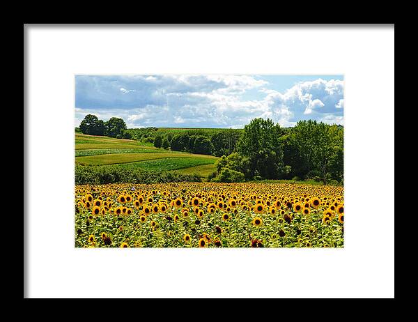 Field Framed Print featuring the photograph Field of Sunflowers by Joseph Caban