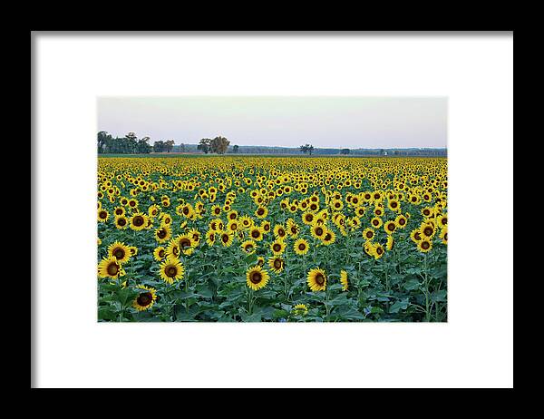 Sunflower Framed Print featuring the photograph Field of Sunshine by Cricket Hackmann