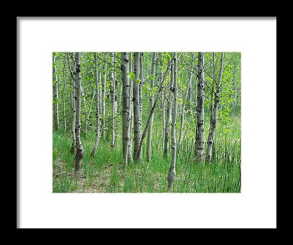 Tree Framed Print featuring the photograph Field Of Teens by Donna Blackhall